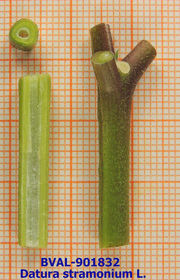 Foto der Stengel von Muster  