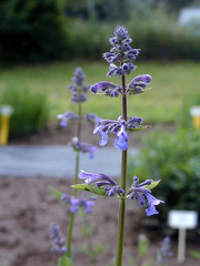 image from sample  
