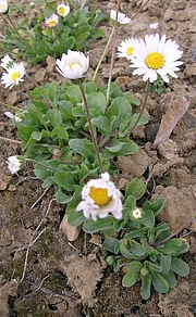 Foto von Muster  