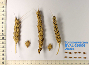 image from sample  Zlatka