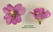 Foto der Blüte von Muster  