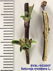 Foto der Stengel von Muster  