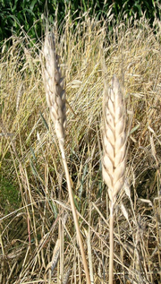 Foto von Muster  Macha-Weizen