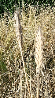 Foto von Muster  Macha-Weizen