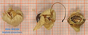 image of the fruit from sample 