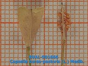 Foto der Frucht von Muster  