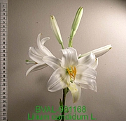 Foto der Blüte von Muster  