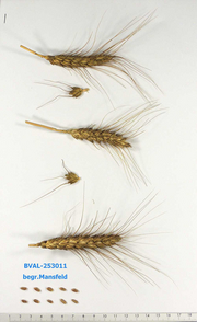 image from sample  T.aest.var.creticum (Mazzuc.)Mansf.