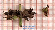 image of the fruit from sample Akali
