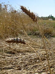 image from sample  Libellula