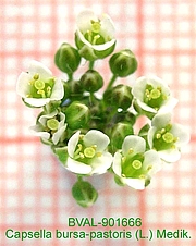 Foto der Blüte von Muster  