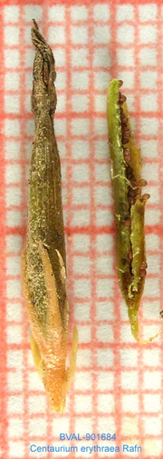image of the fruit from sample 