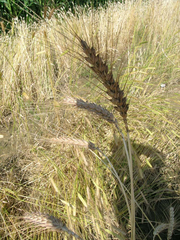 image from sample  Bartl
