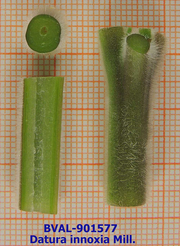Foto der Stengel von Muster  Inoksia