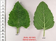 image of the leaf from sample Akali
