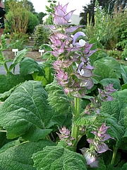 image from sample  Akali