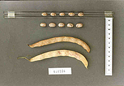 Foto von Muster  Wachtelbohne