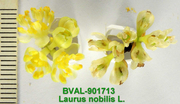 Foto der Blüte von Muster  