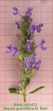 image of the flower from sample 